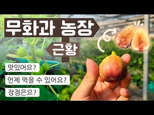 Fig Farm Update | Fig Taste, Harvest Season, Advantages