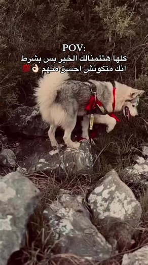 فيديوهات أنشأها ᡕᠵ᠊ᡃ࡚ࠢ࠘ ⸝່ࠡࠣ᠊߯᠆ࠣ࠘ᡁࠣ࠘᠊᠊ࠢ࠘𐡏💸 (@kkjjjlf) باستخدام الصوت الأصلي - ،،بــــــ🐺ودا //𝐵𝑂𝐷𝐴،،»