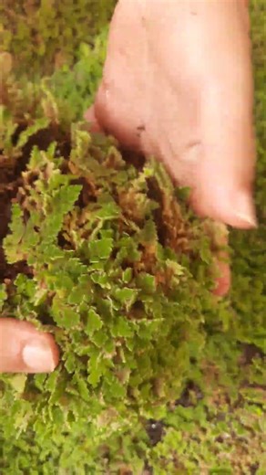 Azolla filiculoides #nature #azolla #garden #gardening