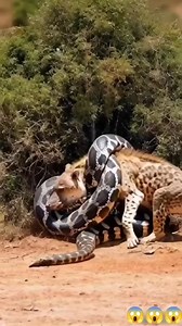Giant python 🆚 hyena #wildlife #wildanimals #shorts #virals #trend #fypシ #animals #fbreelsfypシ゚ #viralreelsシ | Meghranjani