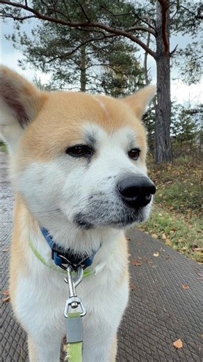 #youtuber #humor #youtubeshorts #akitainu #akita # #akitadog #russia #siberia #dog