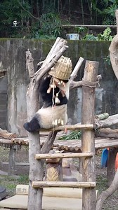 21K views · 954 reactions | Yu Ai made a fruit rain for herself. 渝爱给自己下果果雨 #大熊猫渝可渝爱YuKe YuAi #pandas #panda #pandapanda #pandalovers #pandagram #pandalife #pandabear #pandafamily | Mini Love Panda | Facebook