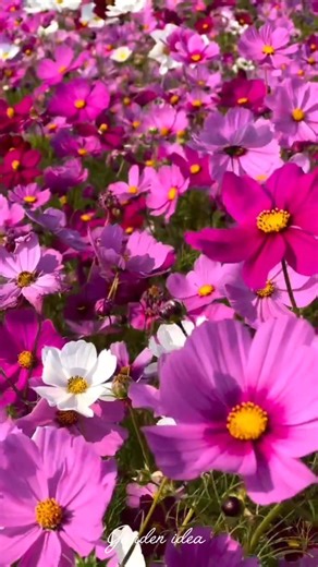 73K views · 8.8K reactions | Cosmos field | Garden Idea | Facebook