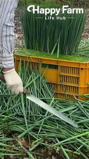 Quick & Easy Green Onion Trimming Hack #farmlife