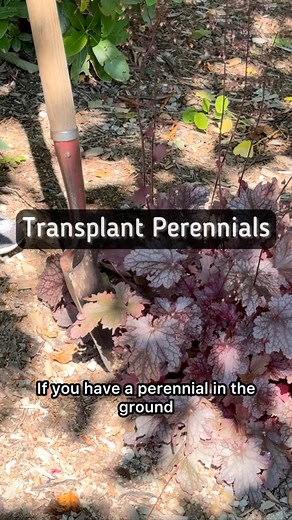 Transplanting perennials is very easy to do. It’s best to transplant in spring and fall because it isn’t as hot outside and you won’t have to babysit the plant very much with water. You can however divide in the summer, you just might need to spend more time making sure the plant is watered appropriately. people asked me all the time. Where do you dig around the plant: about 3 to 4 inches away from where the stems come out of the ground is all you need to do for a perennial. Push the shovel in a