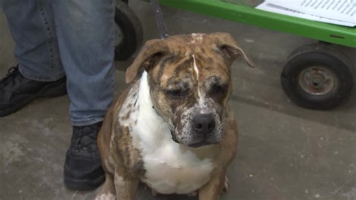 Casa Grande animal shelter seeking forever families for over 40 pets