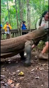 820K views · 3K reactions | Un dragón de comodo ataca a una mujer | Jhonjhony | Facebook