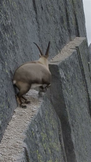 When the Path Collapses Beneath You 😱 Alpine Ibex Cliff Jump! #shorts #wildlife #alpineibex #viral