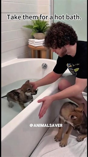 Two Little Wolf Cubs Emotional Animal Rescue #wolf #rescue #shorts