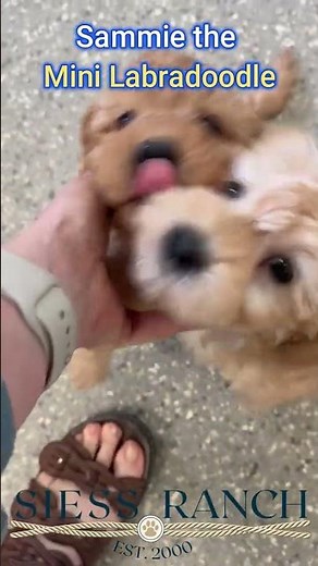 Sammie the Mini Labradoodle puppy at 7 weeks old #siessranchpuppy #puppy
