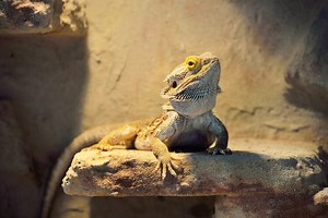 best-bearded-dragon-terrariums