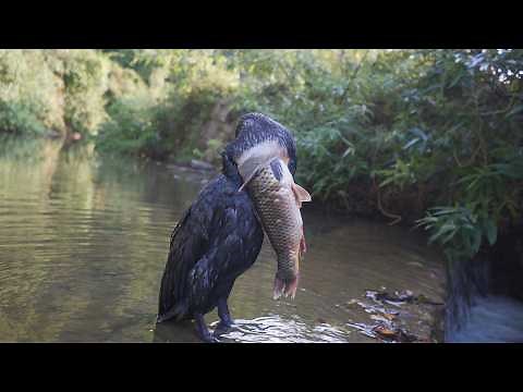 Unbelievable! Bird Catches and Eats a Huge Fish!