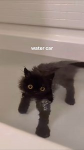 @sillykittycatto on Instagram: "what kind of car is that #cat #cats #catsofinstagram #cutecats #cutekitten #funnycats #catreels #catmemes #catsmemes #catlife #catlover #catto #wholesomememes #funnycatmemes"