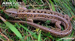 Sand lizard - Alchetron, The Free Social Encyclopedia