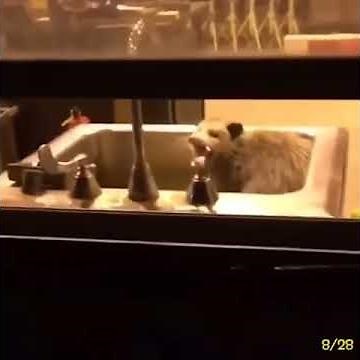 Screaming opossum