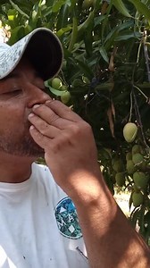 241K views · 4.6K reactions | Así se come un mango un buen costeño ! Eatting common mangoes under the tree ! | Yo soy costeño | Facebook