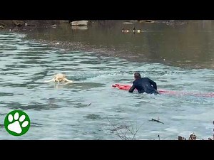 New Yorker in Suit Plunges Into Pond to Rescue Dog