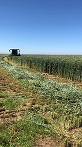 36 reactions | Triticale silage harvest has started! Triticale is a hybrid crop of wheat and rye that grows over the winter. We use it as one of our main sources of roughage in our rations. Please check out our triticale harvest highlight in our Instagram profile (or let us know if you have any questions). As long as the weather cooperates, harvest takes about a week so we will be posting more as well. | Cattle Empire LLC | Facebook