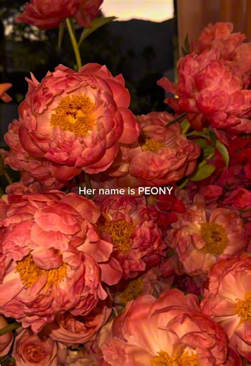 If you’ve been drawn to peonies, there’s a reason. They’re full, romantic, and instantly make arrangements feel elevated without trying too hard. They’re one of those flowers that just works for weddings. Save this for your “flowers I love” folder🩷 Venue | La Quinta Country Club Bride Groom | Katie Will Planning Design | COJ Events Photography | @Niki | CA Wedding Photographer Videography | Kate Pervak Content Creation | @BTS Bride Floral Design Design | Luna Design Studios Rentals | Luna Desig