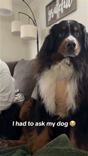 dogs being idiots #cutegolden #funny #funnypets #pets #funnyanimals #funnydogs #animals #petvideos