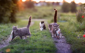 126 Great Cat Pun Names Sure to Make You Smile