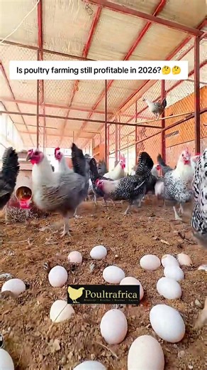 IS POULTRY FARMING still profitable in 2026🤔🤔🤔👇👇 Yes—poultry farming is still profitable in 2025, but it’s no longer “easy money.” Farmers who plan well, control costs, and understand their market are still earning. Demand for eggs and chicken remains high because poultry is affordable and widely consumed. The biggest challenge today is high feed costs. Feed takes the largest share of expenses, and when prices rise faster than egg or chicken prices, profits shrink. Poor feeding plans and wa