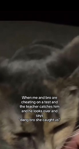 Cat Staring Meme Compilation | Funny Cat Videos