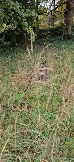 Grace, Kobie, Prince and Roxy | Pawprints Dog Walking