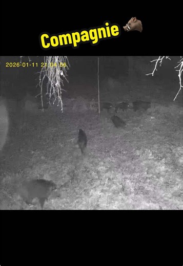 La compagnie 🐗 était de passage devant la caméra de chasse 4G cette nuit 👀 #sanglier #chasse #chassetricolore #chasseurfrancais #hunting