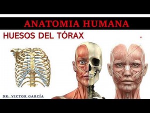Huesos del Tórax - Anatomía Humana en Odontología