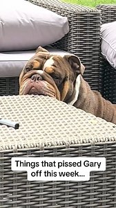 This made me laugh 😆 hes such a grumpy bum #garythebulldog2 #gary #garythebulldog #english #bulldog #englishbulldog #britishbulldogoftiktok🌸 #puppy #britishbulldogoftiktokuk #englishbulldogs | Gary thebulldog