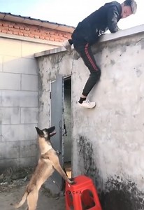 2.3M views · 8.8K reactions | Really smart dog | Emotional Quotes | Facebook