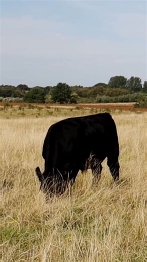 At Real Kansas Meats, we believe Kansas ranchers raise some of the highest-quality beef in the country—and our vision is to create a better way to bring that product to a broader audience while retaining control over every step. We’re building more than a processing facility; we’re shaping a partner-focused system designed to help ranchers maximize the value of their cattle. With fair, transparent pricing, flexible distribution options, and a strong commitment to sustainability, Real Kansas Meat