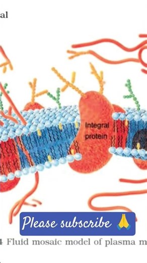 Plasma Membrane Structure | NCERT Cell Diagram Explained #Shorts