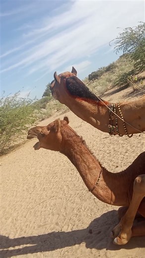 female camel sound #animals #camel