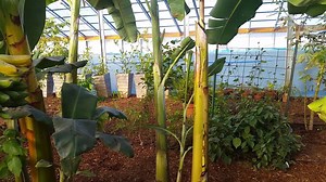 17K views · 348 reactions | Happy New Year from Baker Creek Heirloom Seeds. It is cold here but we are dreaming of Spring with our new catalog. Order your copy today at https://www.rareseeds.com/request-catalogus/ | Baker Creek Seeds | Facebook