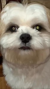 DOGS CAN SMILE TOO (another version) | Luffy B the smiling dog