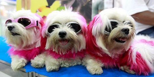 Why little dogs yap more than big dogs