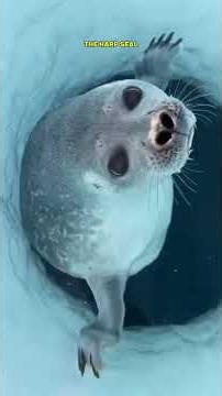🦭 Harp Seal – The Adorable Arctic Swimmer! | Amazing Wildlife Facts #shorts #viralshorts