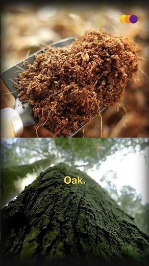 Whiskey vs Brandy: Know the difference #whiskeyvsbrandy #Tippletimes #alcoholfacts