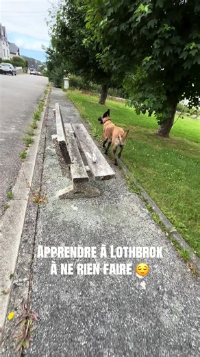 Apprendre au malinois à ne rien faire : ma plus grosse erreur en rééducation