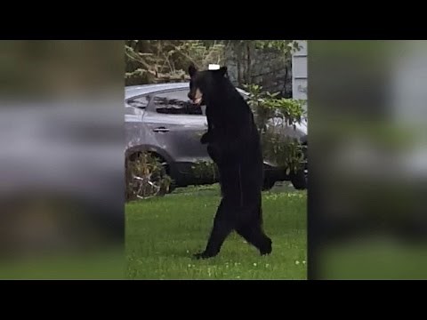 Watch a Wild Bear Walk on Two Legs After Injuring Front Paws