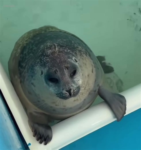 Sleepy Seals and a Tired Missile | Cute Seal Animal Edit