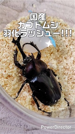 国産カブトムシ羽化ラッシュー!!! #カブトムシ #繁殖 #昆虫 #飼育 #beatle #国産カブトムシ #昆虫撮影