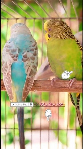 Playful Budgie Morning Routine 😍✨ | Cute Parakeet Life