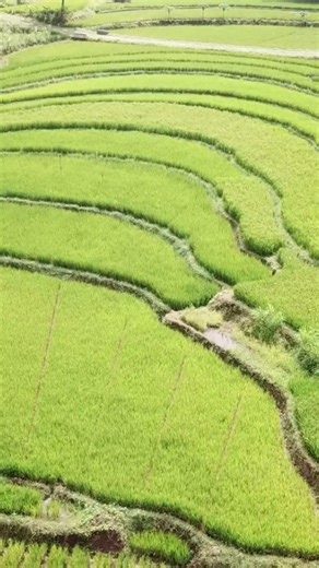বাংলার আশার আলো | #viral #green #ধানের #paddy #field #viralvideo #trending #viralshort #greenfield