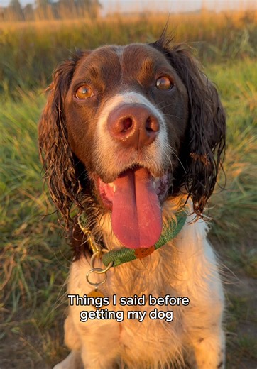 Ooops 🫢 #dogmum #dogownerlife #dog #spaniel | spaniel