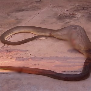 432K views · 7.1K reactions | During a day on the tractor, Milton runs over a Python that just ate an entire kangaroo! 輦 Can Milton save the poor snake or is this its last meal?  | Untamed | Facebook