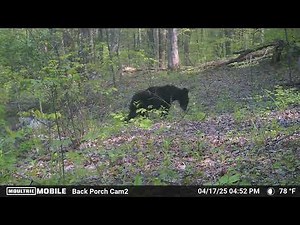 Smoky Mountains, Cades Cove area camera footage of local wildlife. April 2025