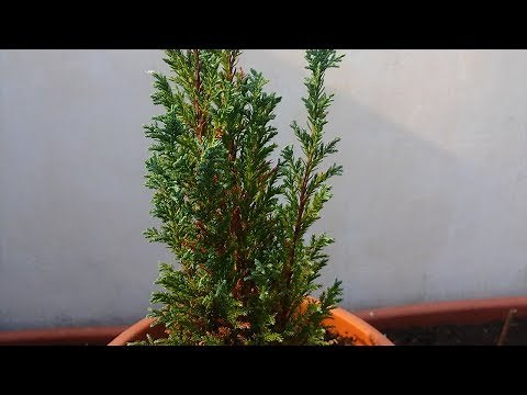 Chamaecyparis (False Cypress) Bonsai Tree